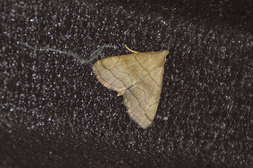 Herminia tarsicrinalis - szőröslábú karcsúbagoly