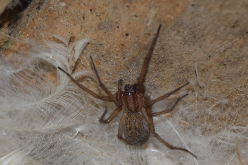 Eratigena agrestis - réti zugpók