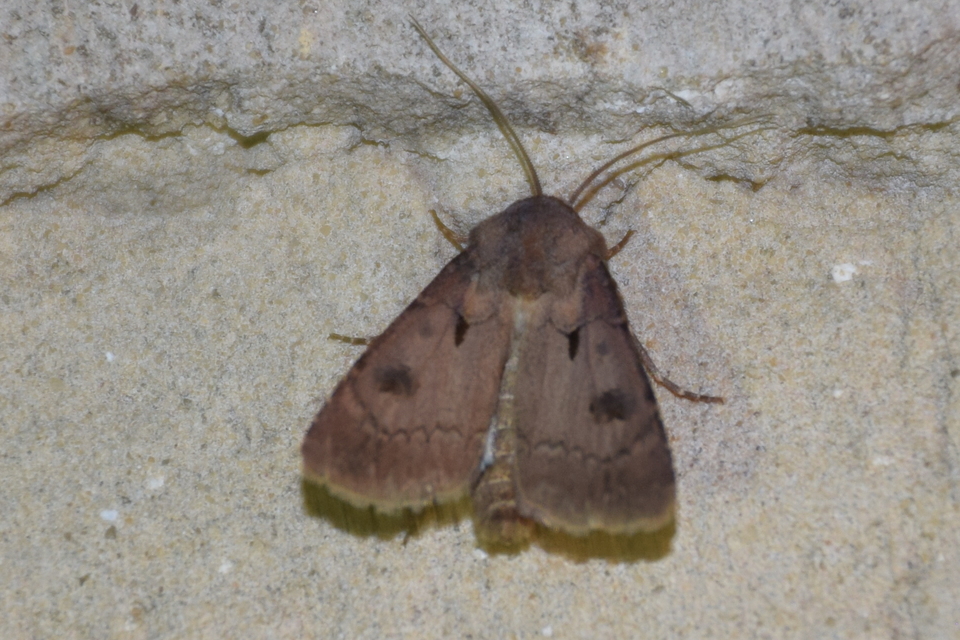 Agrotis exclamationis - felkiáltójeles földibagoly