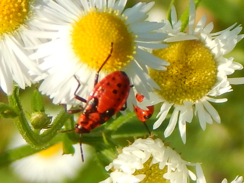 Lygaeus equestris/simulans