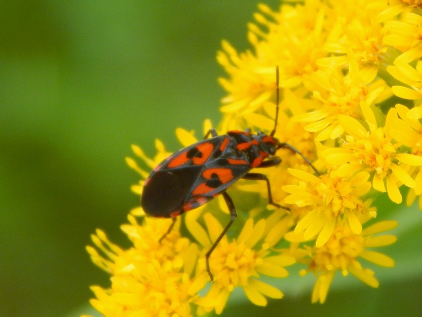 Spilostethus saxatilis - virágbodobács