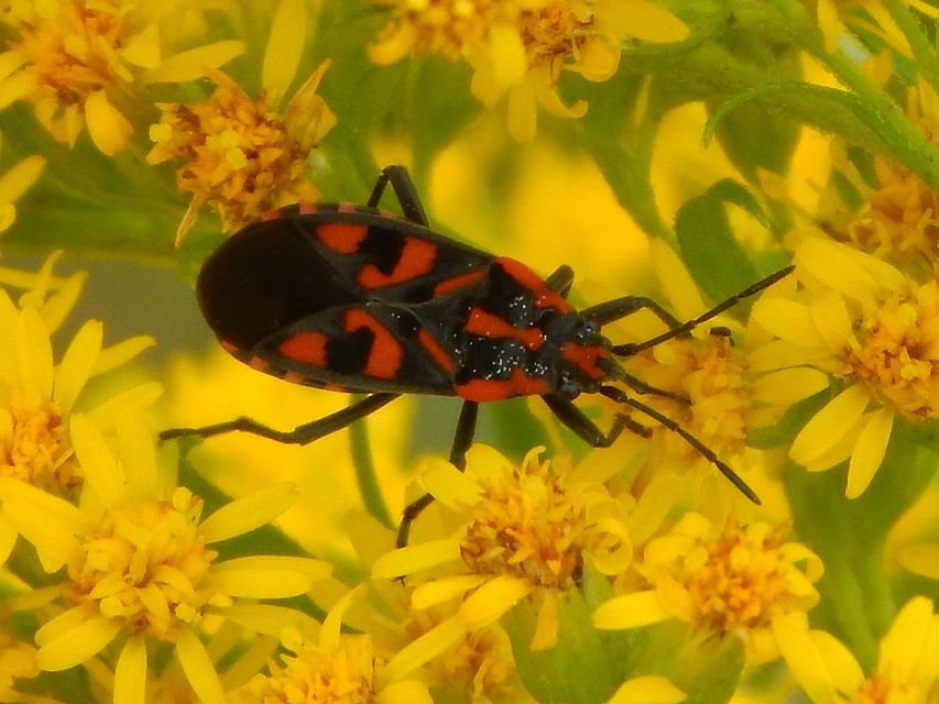Spilostethus saxatilis - virágbodobács