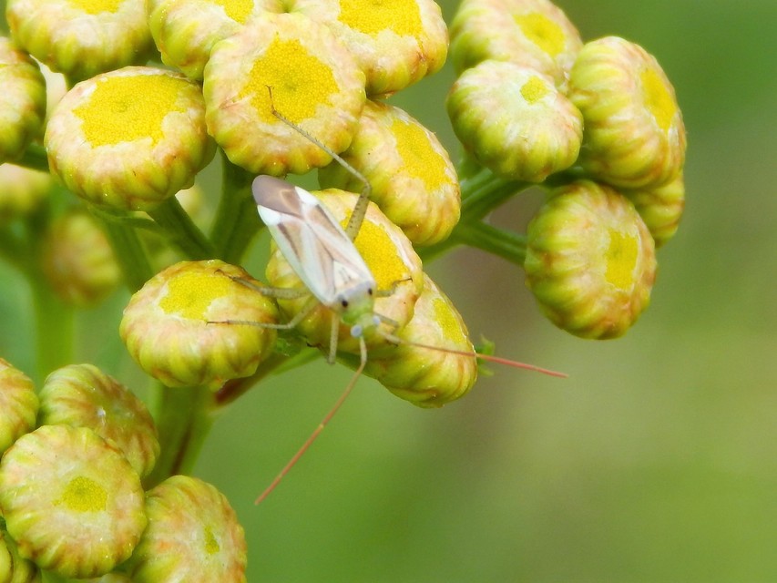 Adelphocoris lineolatus - lucernapoloska