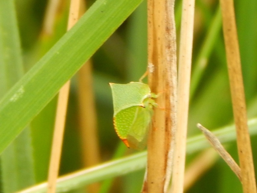 Stictocephala bisonia - bivalykabóca
