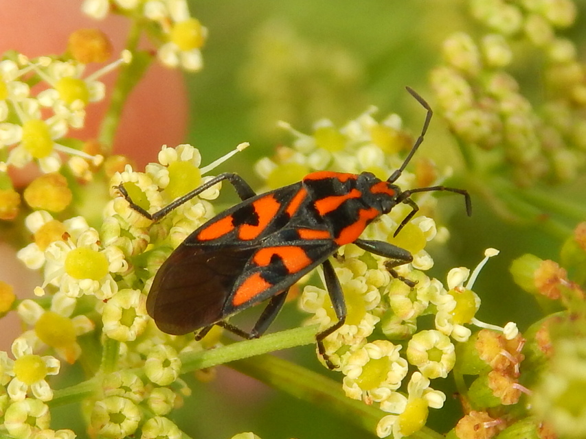 Spilostethus saxatilis - virágbodobács