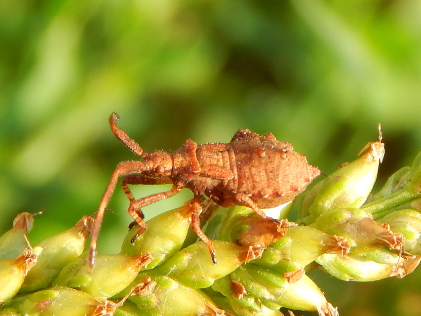 Coreus marginatus - közönséges karimáspoloska