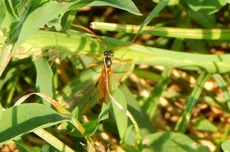 Ichneumonidae - valódi fürkészdarazsak