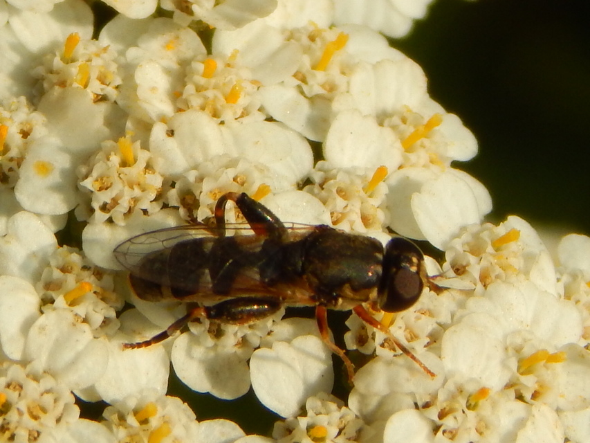 Syritta pipiens - zizegő comboslégy