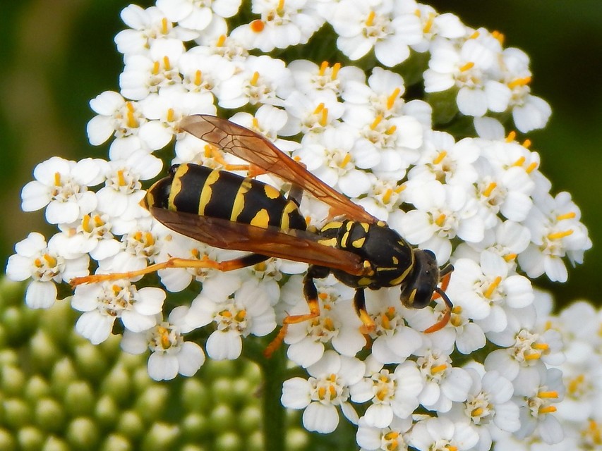 Polistes - papírdarazsak