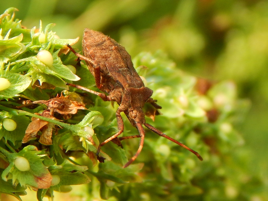 Coreus marginatus - közönséges karimáspoloska