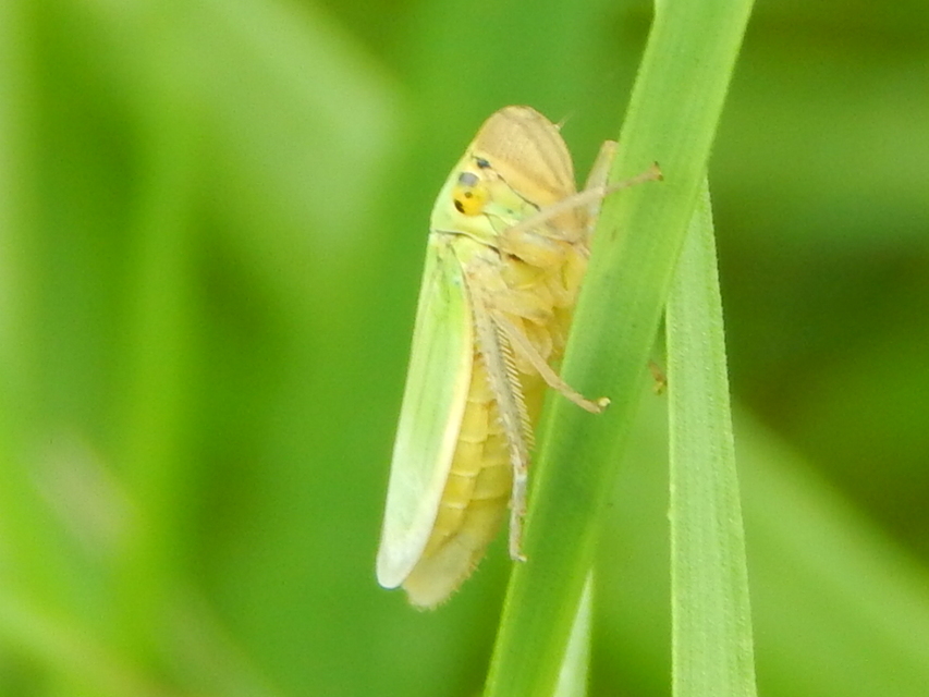 Cicadella viridis - méregzöld kabóca