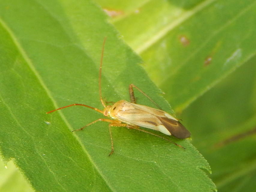 Adelphocoris lineolatus - lucernapoloska