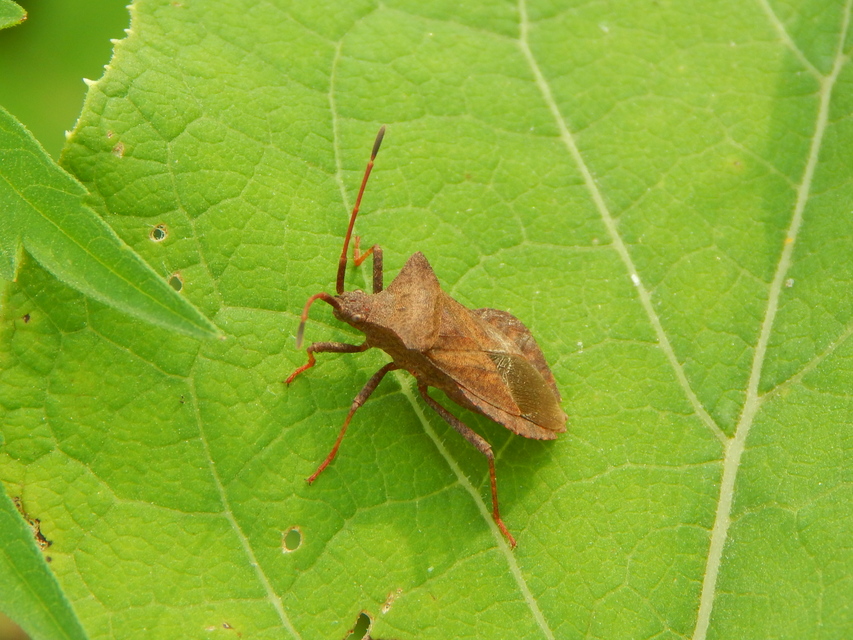 Coreus marginatus - közönséges karimáspoloska