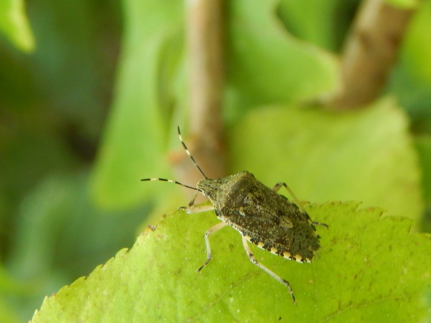 Rhaphigaster nebulosa - bencepoloska