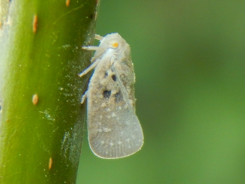 Metcalfa pruinosa - amerikai lepkekabóca