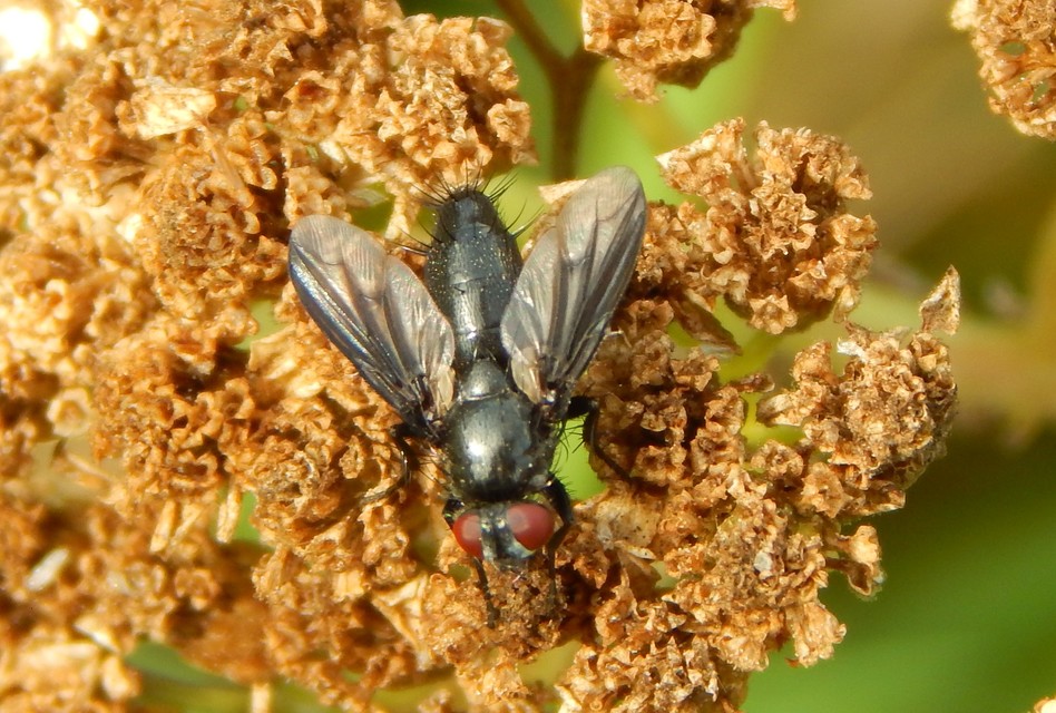 Diptera - Kétszárnyúak