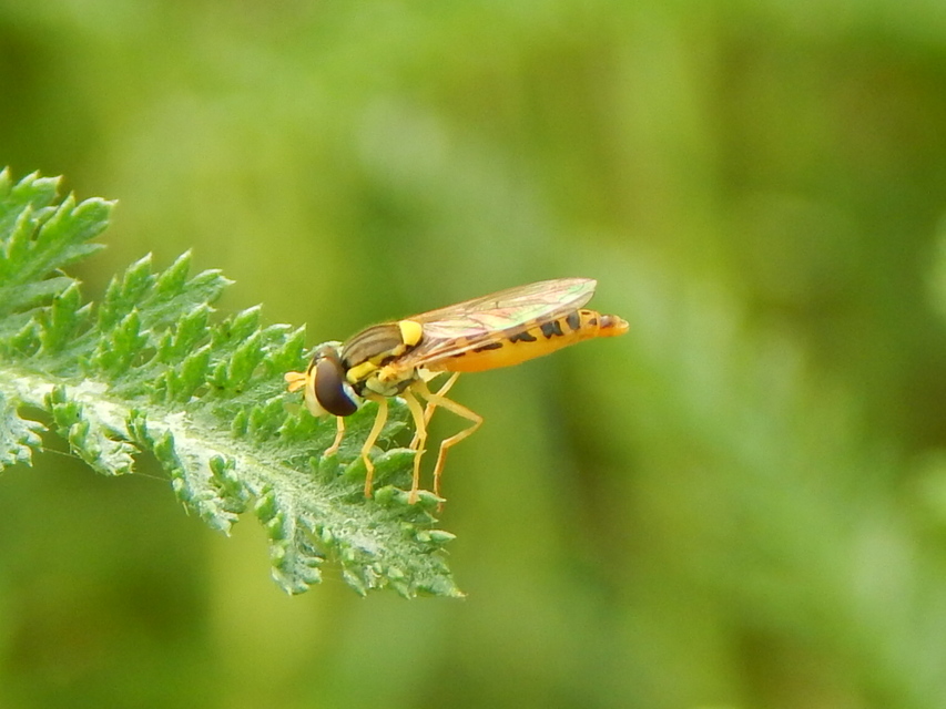 Sphaerophoria