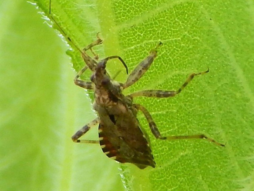 Himacerus apterus - nagy tolvajpoloska