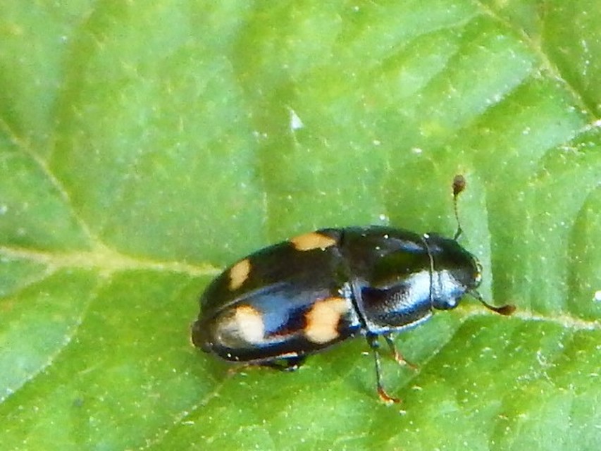 Glischrochilus quadrisignatus - amerikai fénybogár Glischrochilus quadrisignatus - amerikai fénybogár