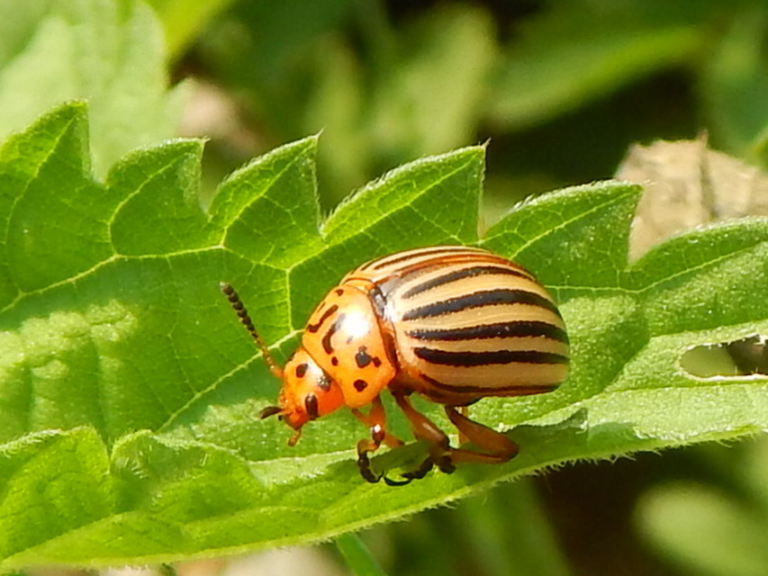 Leptinotarsa decemlineata - burgonyabogár