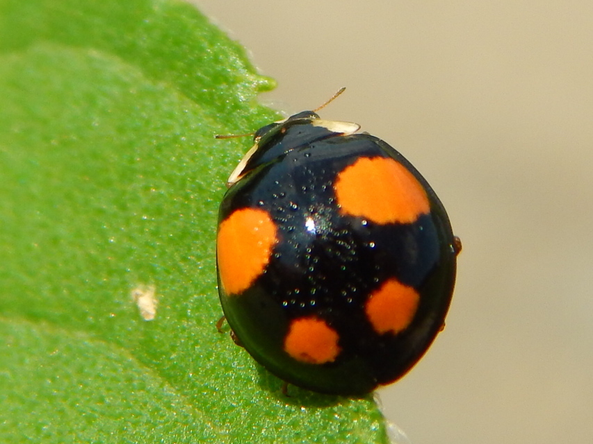 Harmonia axyridis - harlekinkatica