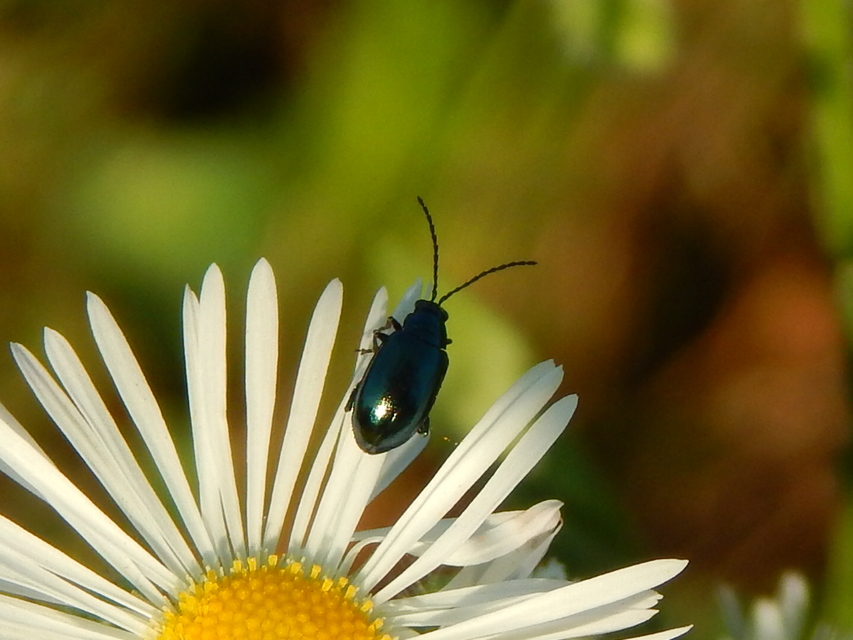 Chrysomelidae - levélbogárfélék