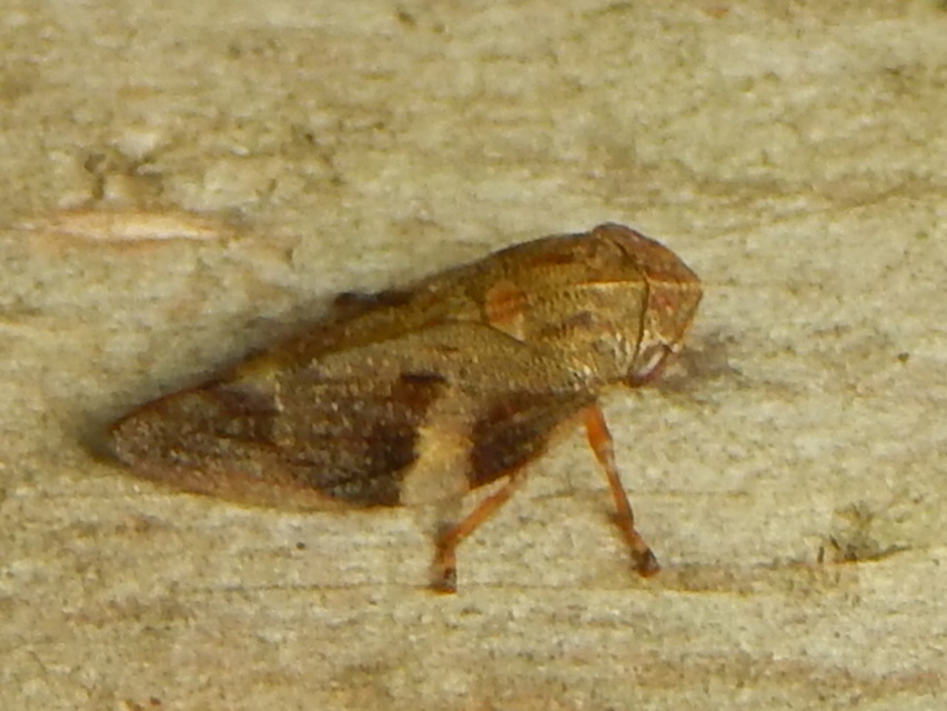 Aphrophora alni
