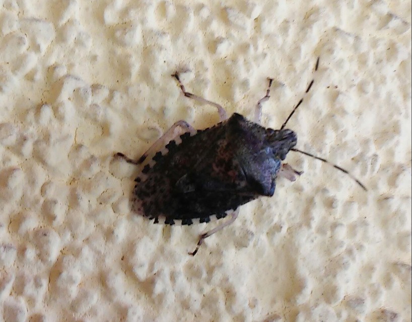 Rhaphigaster nebulosa - bencepoloska