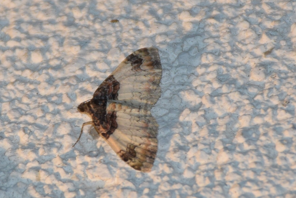 Catarhoe cuculata - csuklyás tarkaaraszoló