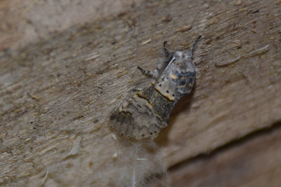 Furcula bifida - kis púposszövő