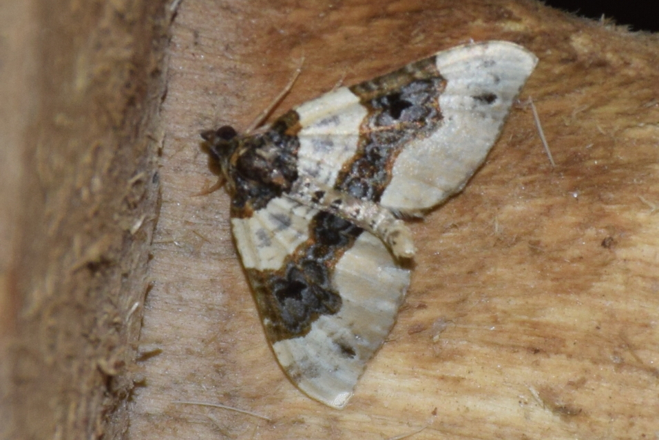 Cosmorhoe ocellata - szemes galajaraszoló