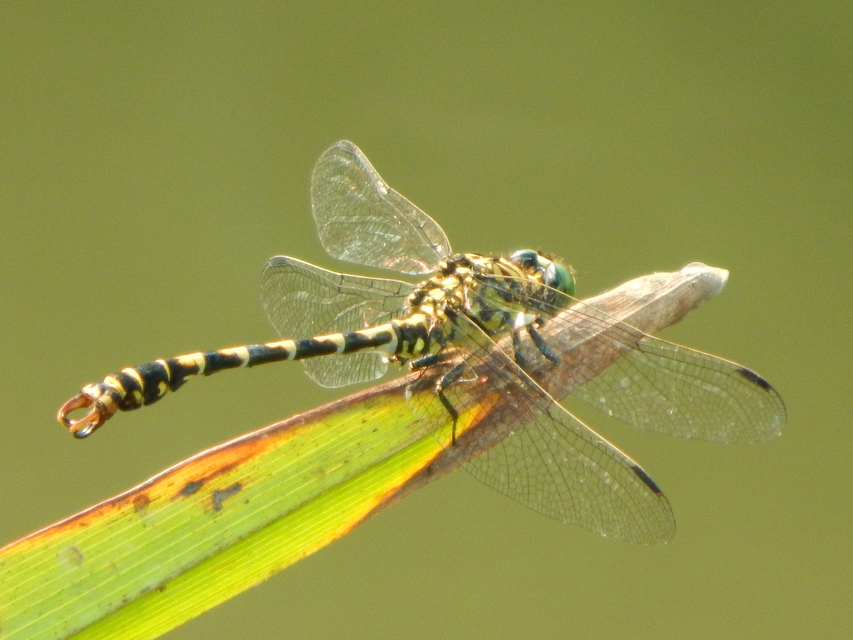 Onychogomphus forcipatus - gyűrűs folyami-szitakötő