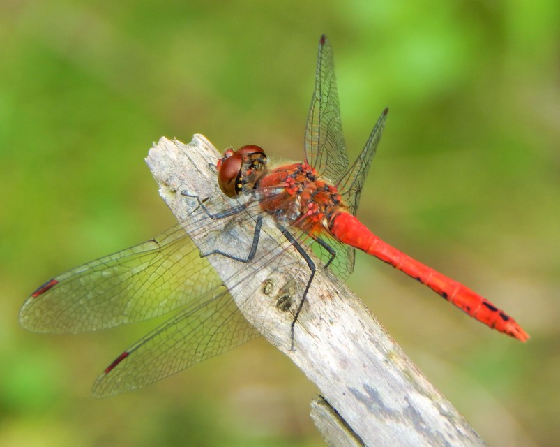 Sympetrum sanguineum - vörös katona-szitakötő