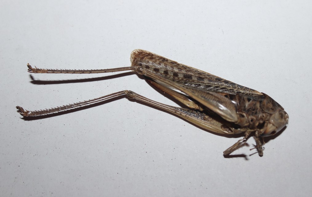 Decticus verrucivorus - szemölcsevő szöcske