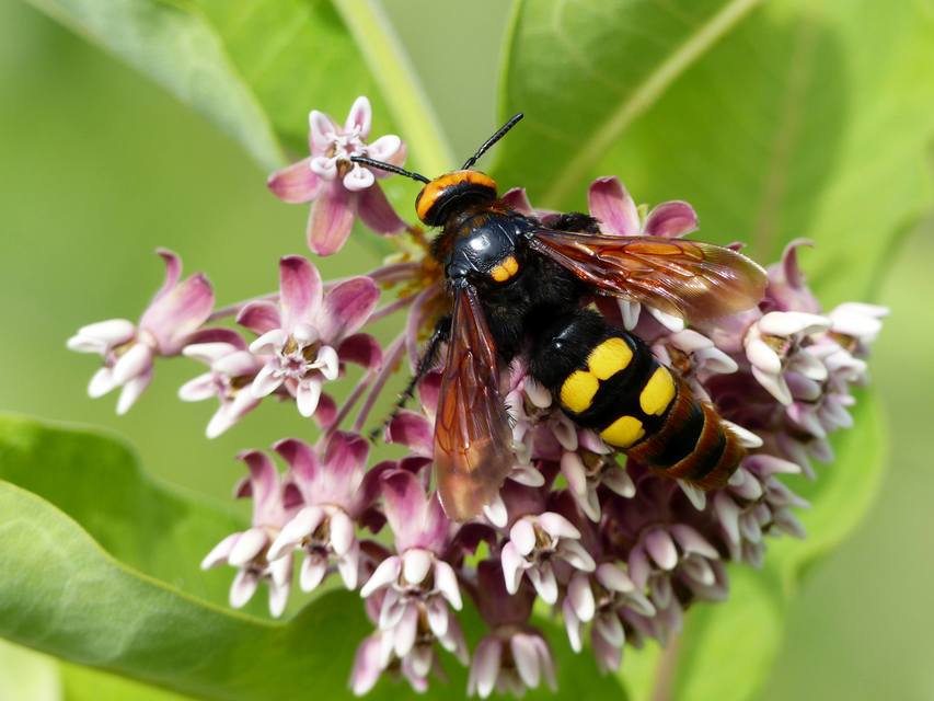 Megascolia maculata - óriás-tőrösdarázs