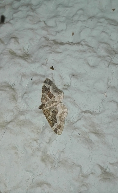 Epirrhoe alternata - galaj-tarkaaraszoló