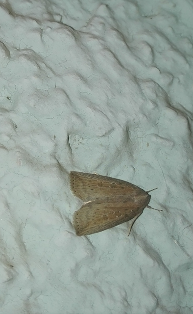 Chilodes maritima - négyfoltos nádibagoly