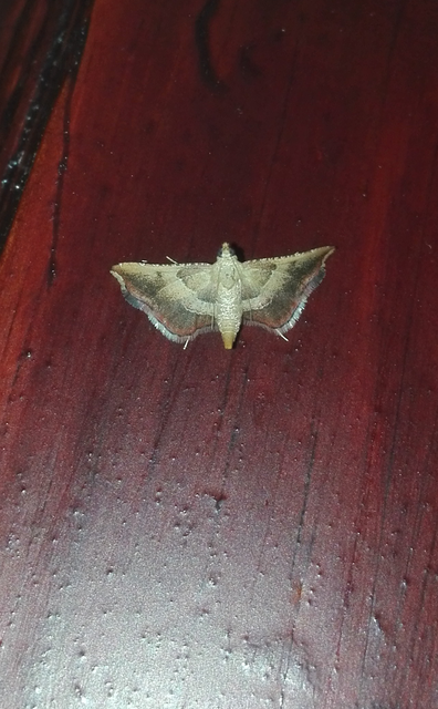 Endotricha flammealis - tüzesszárnyú fényilonca