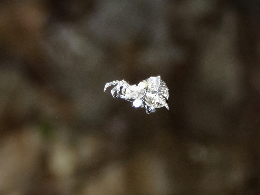 Hyptiotes paradoxus - furcsapók