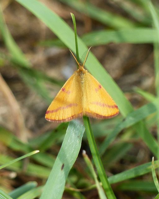 Lythria purpuraria - bíborsávos araszoló