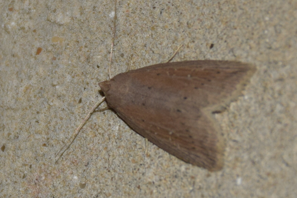 Chilodes maritima - négyfoltos nádibagoly