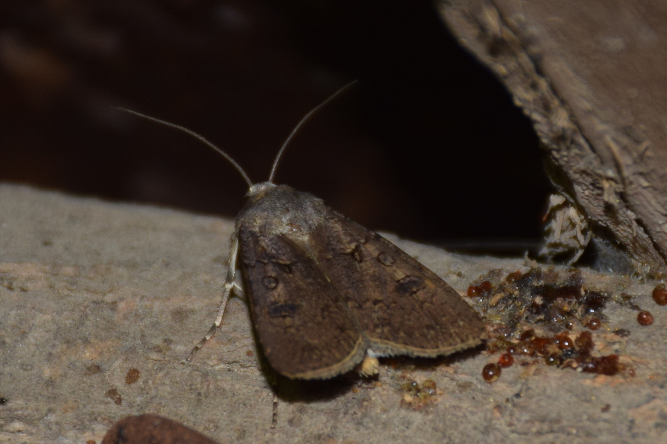 Agrotis segetum - vetési földibagoly