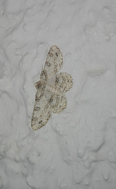 Ascotis selenaria - holdas faaraszoló