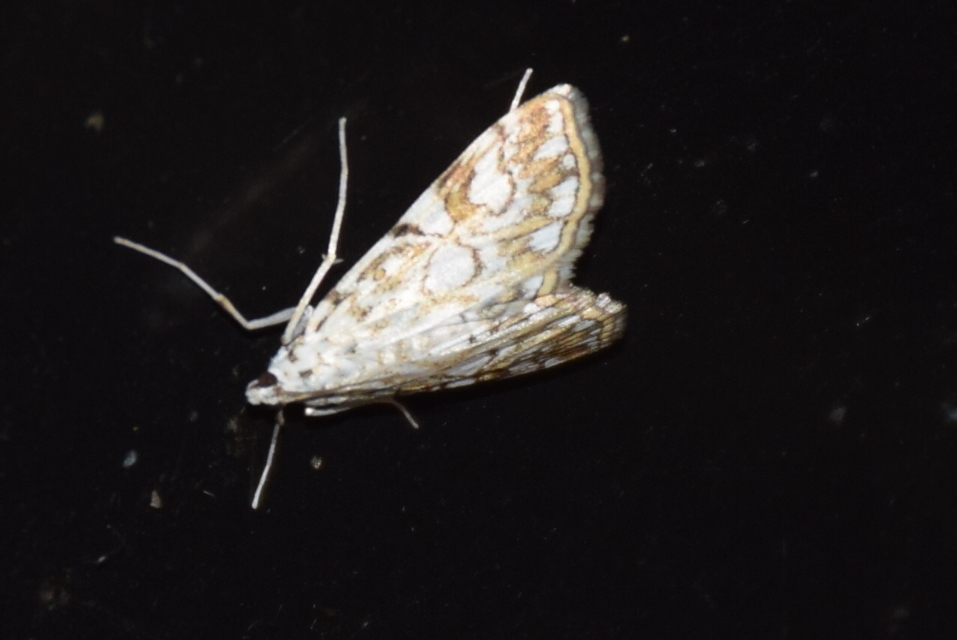Elophila nymphaeata - tarka vízimoly