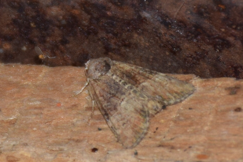 Mesoligia furuncula - kétszínű dudvabagoly