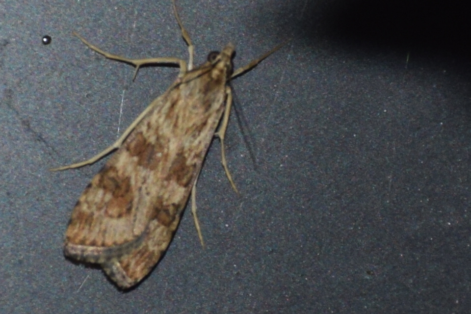 Nomophila noctuella - közönséges vándormoly