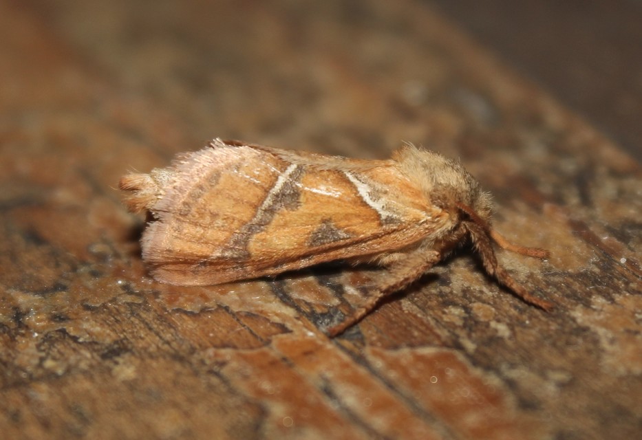 Triodia sylvina - kis gyökérrágólepke
