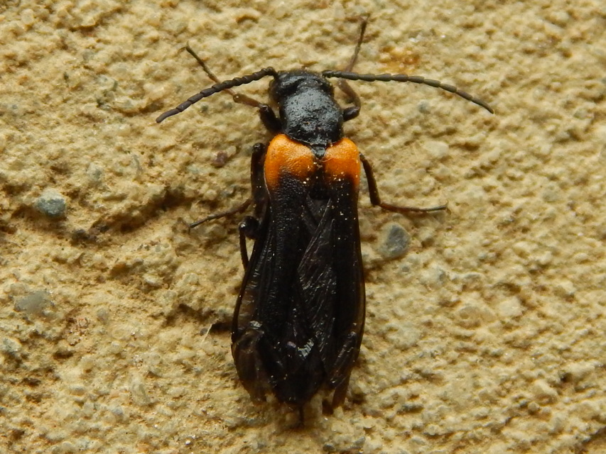 Sitaris muralis - pirosvállú méhbogár