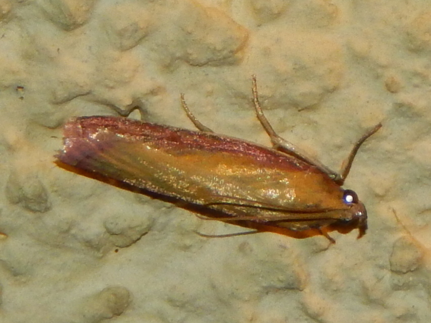 Oncocera semirubella - lucernamoly
