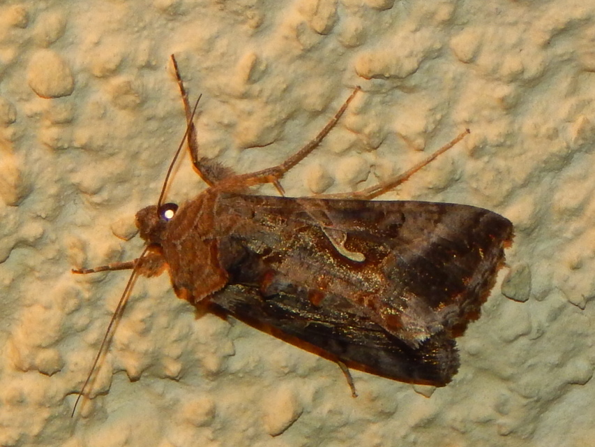 Autographa gamma - gammalepke